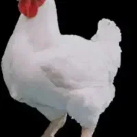 وسایل مرغ فروشی