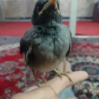 جوجه مینا