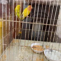 مرغ عشق و طوطی|پرنده|یاسوج, |دیوار