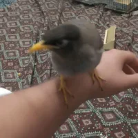 مرغ مینا رام