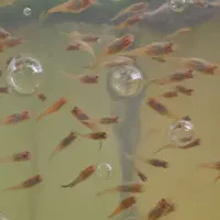 غذای زنده میکروورم و ماهی گوپی|ماهی|اصفهان, طامه|دیوار