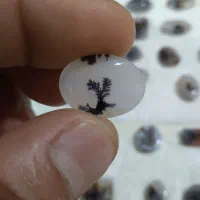 سنگ شجر قاین بی نظیر تک درخت سوزنی|جواهرات|مشهد, ثامن|دیوار