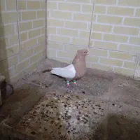 کبوتر سینه زرد ماده