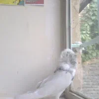 پرنده خوجگل و عروسک|پرنده|بروجرد, |دیوار