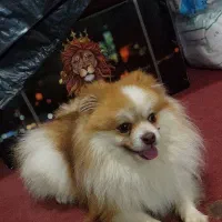 سگ پامرین روباهی نژاد اصیل