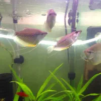 ماهی گورامی