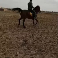 مادیون ۷ سال ،سواری شده