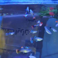 ماهی گوپی .ماهی زینتی.بلو‌ مسکو.|ماهی|قزوین, |دیوار