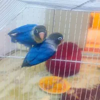 مرغ عشق انگلیسی فنچ کینگ کوتوله برزیلی