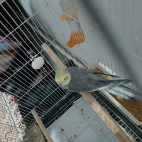 عروس هلندی|پرنده|نیر (اردبیل), |دیوار