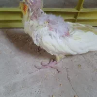 دو عروس هلندی نر و ماده و با یک جوجه یک ماهه|پرنده|مرند, |دیوار