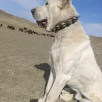 سگ گوسفندی