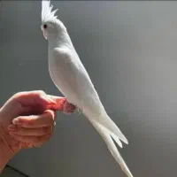 عروس هلندی آلبینو