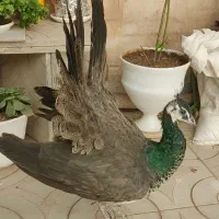پرنده گمشده طاووس