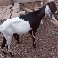 بزماده ۳عددماده ویک ماده بابچش