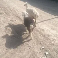 میش وبره جوان تخمی