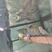 فروش مرغ عشق رنگین کمانی(رینبو)