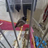 مینا سخنگو|پرنده|اندیمشک, |دیوار