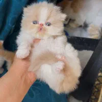 میوهاپ/ شهر گربههای اشرافی|گربه|رشت, گلسار|دیوار