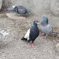 کفترسینه معاوضه|پرنده|گلبهار, نوبهار|دیوار