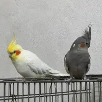 عروس هلندی با چهار جوجه