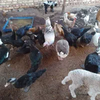 تعدادی مرغ و غاز ، اردک خارجی و بوقلمون|حیوانات مزرعه|کرباسک, |دیوار