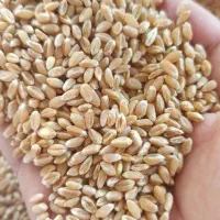 گندم آبی رقم میهن