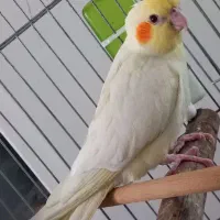 جوجه  عروس هلندی ۲ماهه