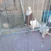 ماده طوقی|پرنده|ماهان, |دیوار