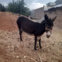 الاغ