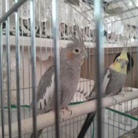 عروس هلندی|پرنده|اصفهان, دستگرده|دیوار