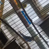 مرغ عشق روی تخم|پرنده|خاش, |دیوار