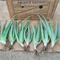 نهال یا پاجوش آلوئه ورا