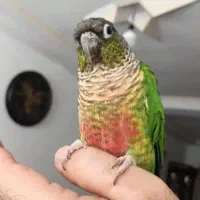 طوطی گرنچیک با طوطی برزلی سخنگو رقاص|پرنده|نظرآباد, رسالت|دیوار