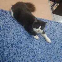 یک عدد گربه نر کاملا دستی و مهربون