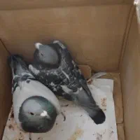 کبوتر شهرستانی طوقی وسرورو....|پرنده|بومهن, |دیوار