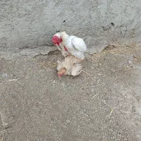 کوشامو درحد وارداتی اصل