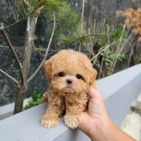 سگ پودل تاینی نروماده2ماه 3900بی واسطه