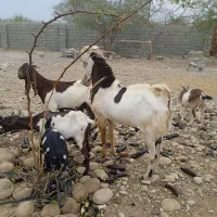 نری پاکستانی