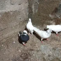 کبوتر یاکفتر|پرنده|رشت, منظریه|دیوار