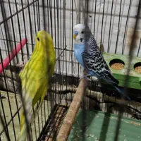 مرغ عشق مولد|پرنده|آبادان, |دیوار