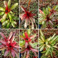 نئورژلیا ابلق و رنگی عمده مناسب تراریوم