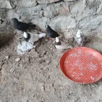 کفتر طوقی|پرنده|دهدشت, |دیوار