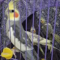 عروس هلندی|پرنده|سبزوار, شهدا|دیوار
