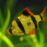 ماهی کالر ویدو گوپی آنجل گلد فیش دیسکس|ماهی|تهران, تهرانپارس شرقی|دیوار