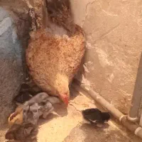 مرغ با جوجه