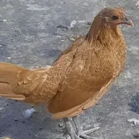 سه عدد مرغ بوف اصل