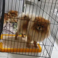 دوتا توله پامرانین نر و ماده