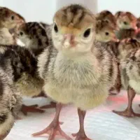 فروش جوجه بوقلمون یکروزه