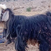 ساورن فروش